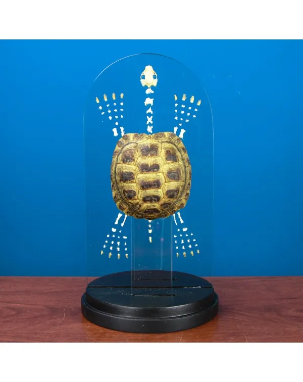 Scheletro e Carapace Tartaruga Russa
