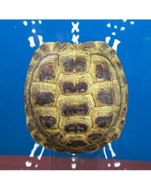 Scheletro e Carapace Tartaruga Russa