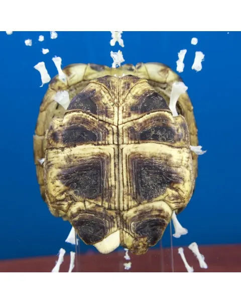 Scheletro e Carapace Tartaruga Russa