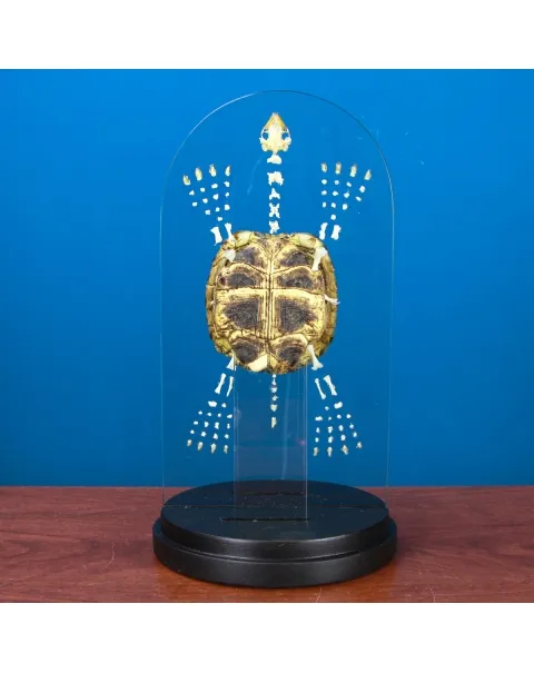 Scheletro e Carapace Tartaruga Russa