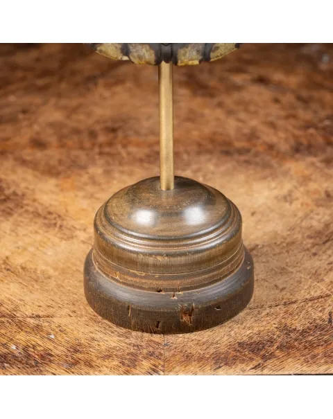 Carapace di Tartaruga