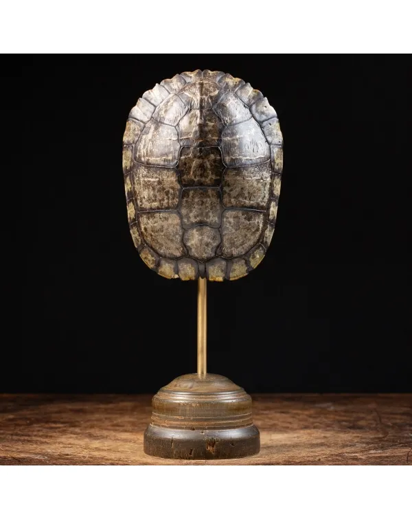 Carapace di Tartaruga