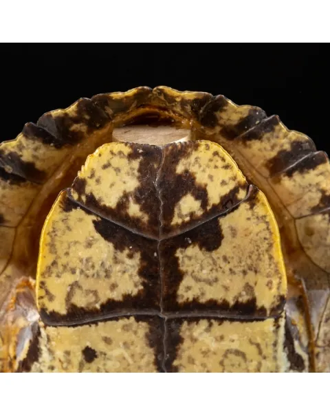 Carapace di Tartaruga