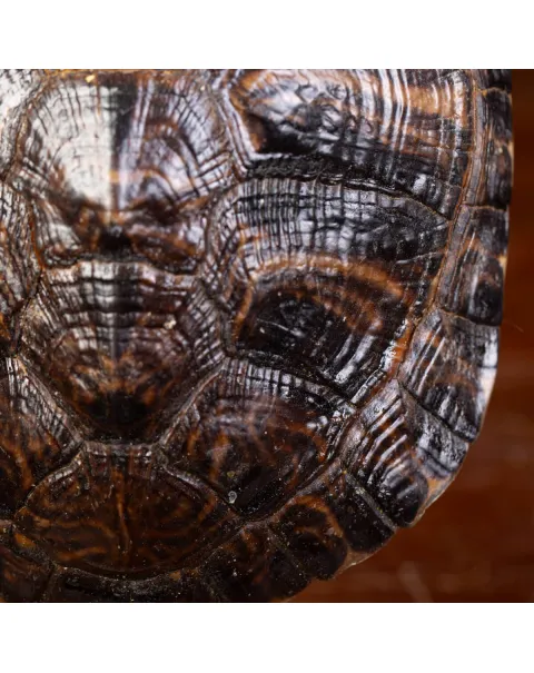 Carapace di Tartaruga Trachemys Decussata su Base in Legno.