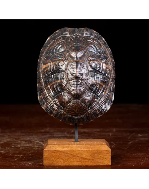 Carapace di Tartaruga Trachemys Decussata su Base in Legno.