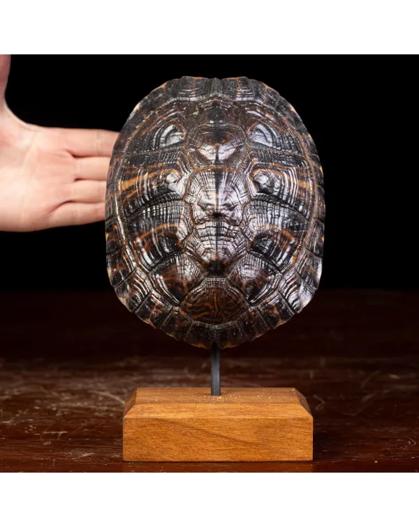 Carapace di Tartaruga Trachemys Decussata su Base ...