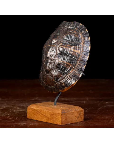 Carapace di Tartaruga Trachemys Decussata su Base in Legno.