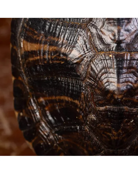 Carapace di Tartaruga Trachemys Decussata su Base in Legno.