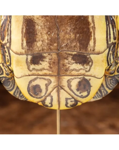 Carapace di Tartaruga