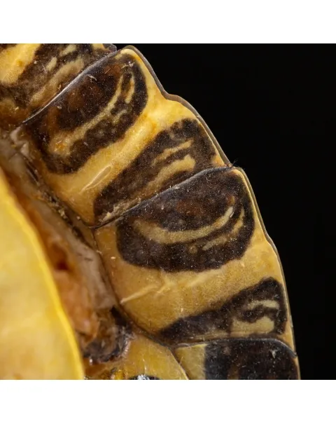 Carapace di Tartaruga