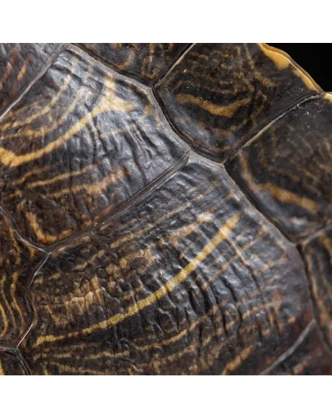 Carapace di Tartaruga