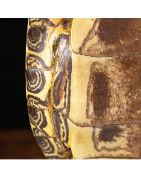 Carapace di Tartaruga