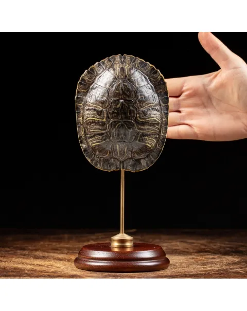 Carapace di Tartaruga