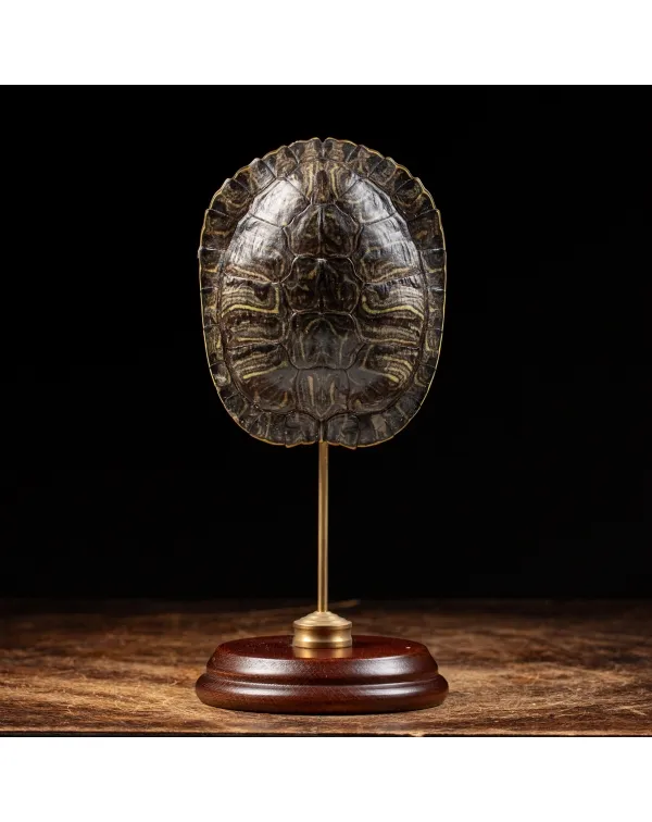 Carapace di Tartaruga