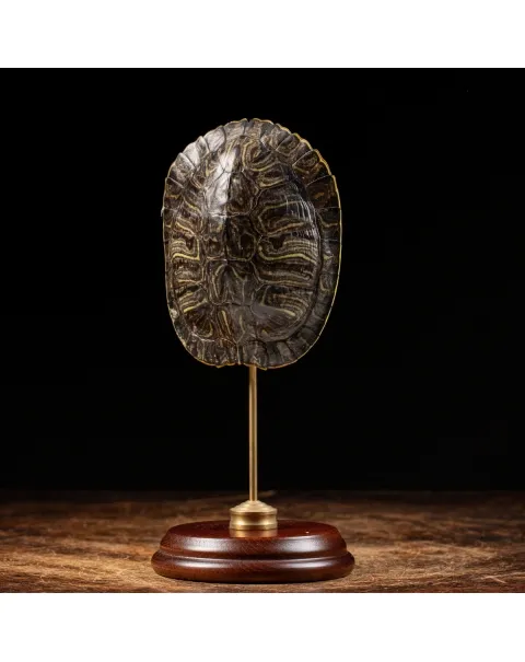 Carapace di Tartaruga
