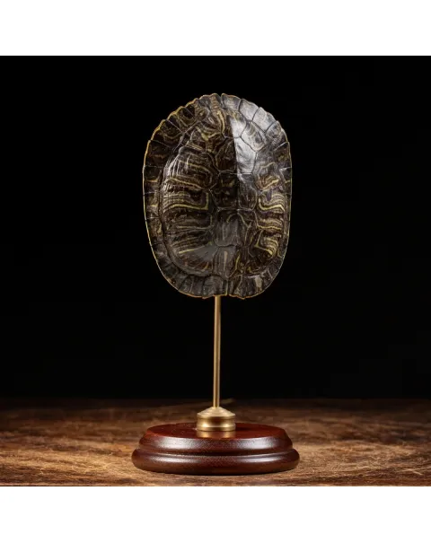 Carapace di Tartaruga