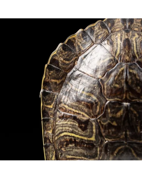 Carapace di Tartaruga