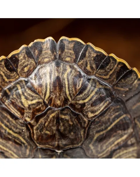 Carapace di Tartaruga