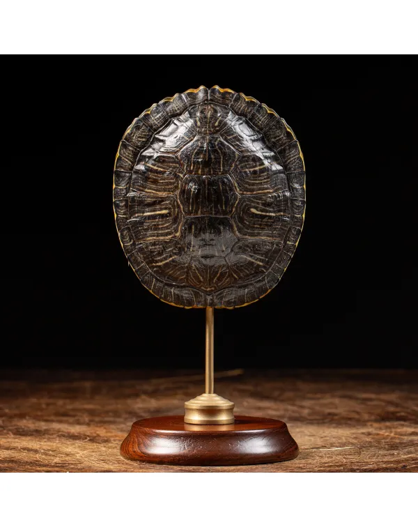 Carapace di Tartaruga