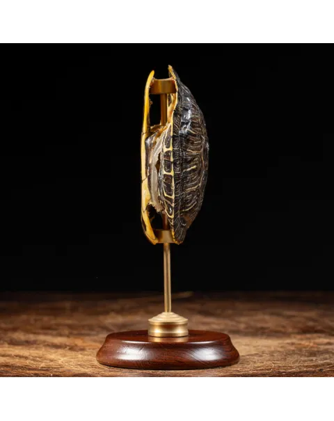 Carapace di Tartaruga