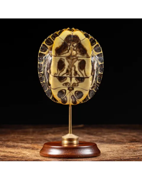 Carapace di Tartaruga