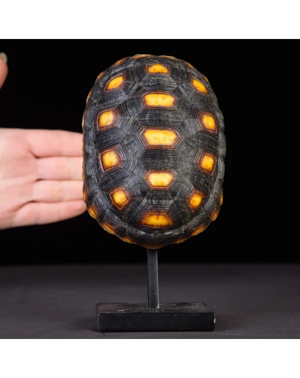 Carapace tartaruga Chelonoidis Carbonarius