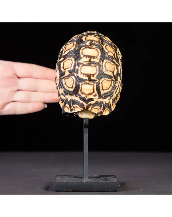 Carapace di Tartaruga Stigmochelys Pardalis.