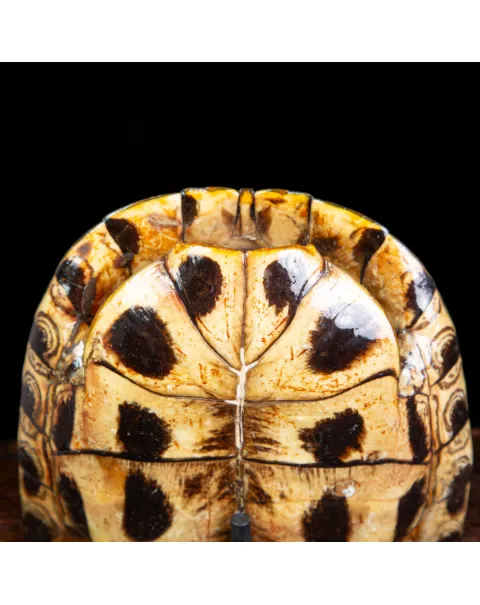 Carapace di Trachemys Scripta – Montaggio in stile Wunderkammer.