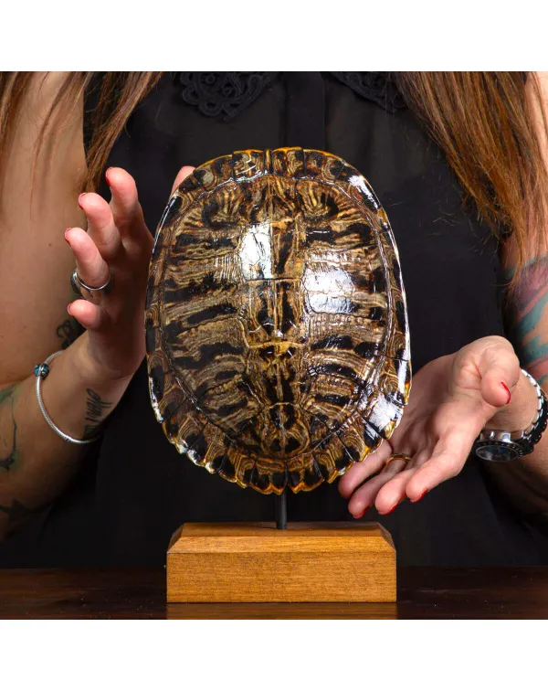Carapace di Trachemys Scripta – Montaggio in sti...