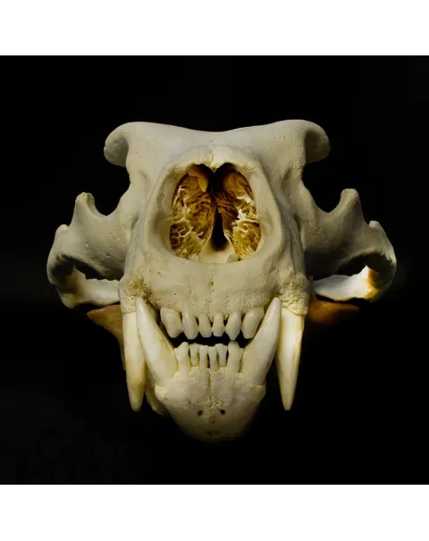 Teschio di Orso Polare