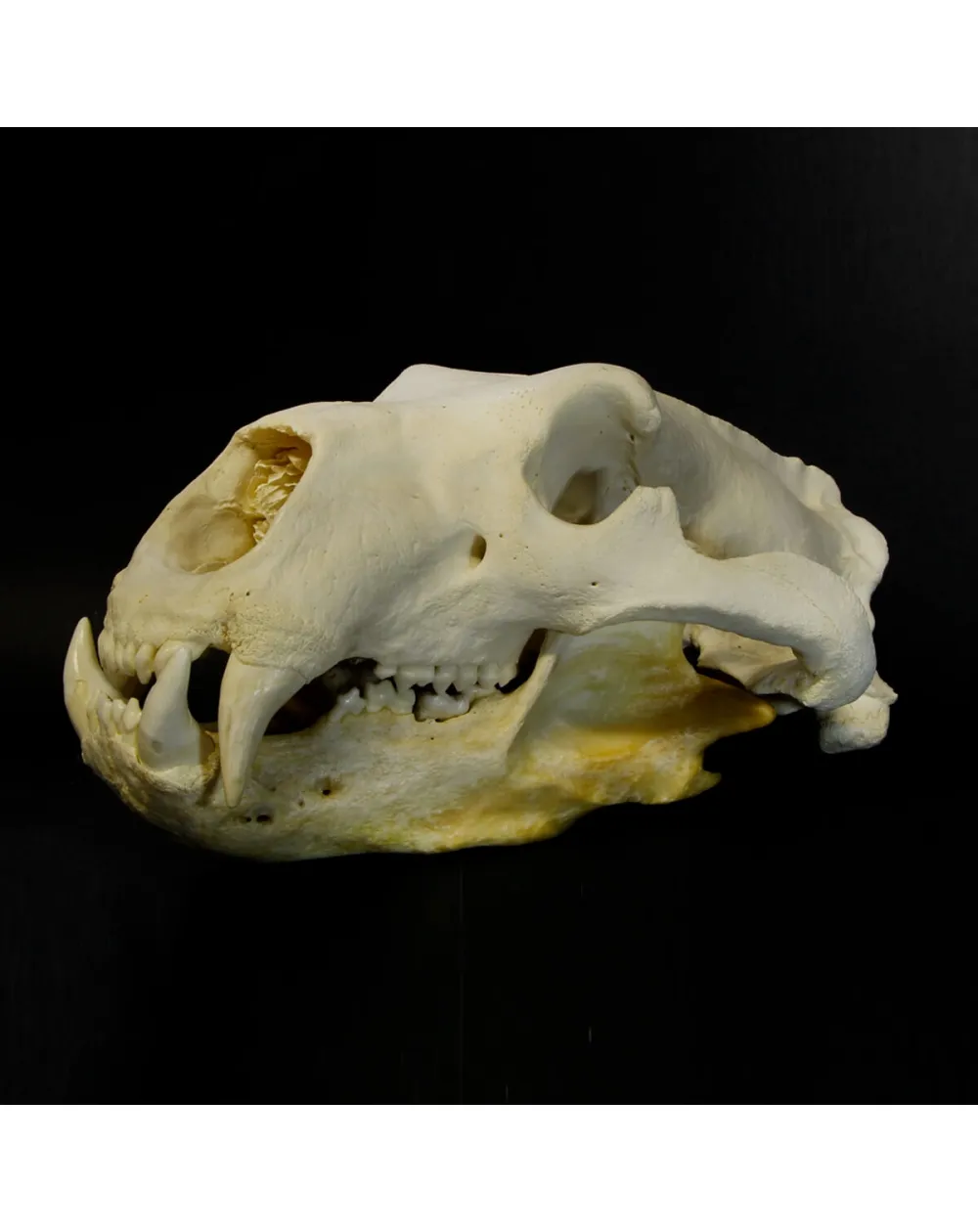 Teschio di Orso Polare