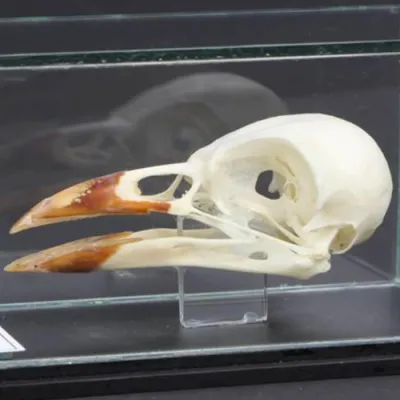 Teschio di Taccola - Corvus Monedula