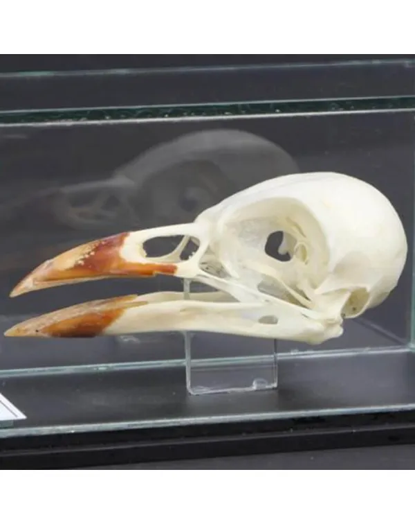 Teschio di Taccola - Corvus Monedula