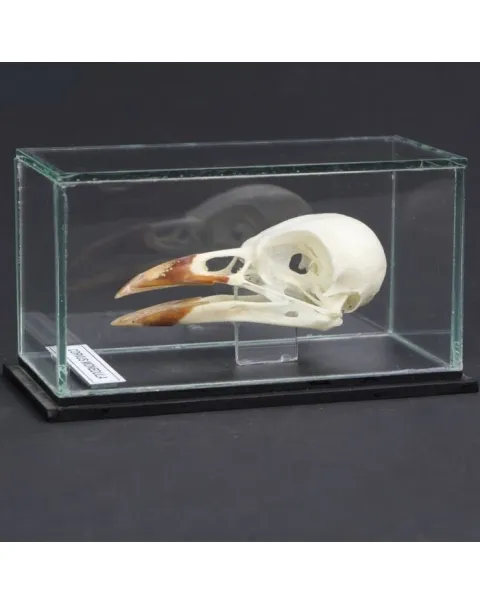 Teschio di Taccola - Corvus Monedula