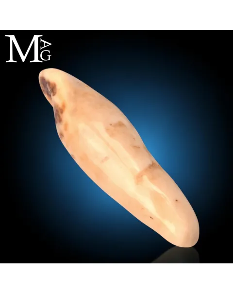 Antico dente di Tricheco Artico – Odobenus Rosmarus