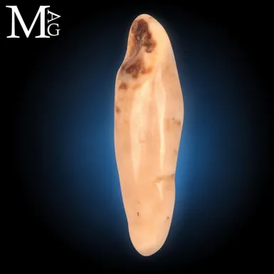 Antico dente di Tricheco Artico – Odobenus Rosma...