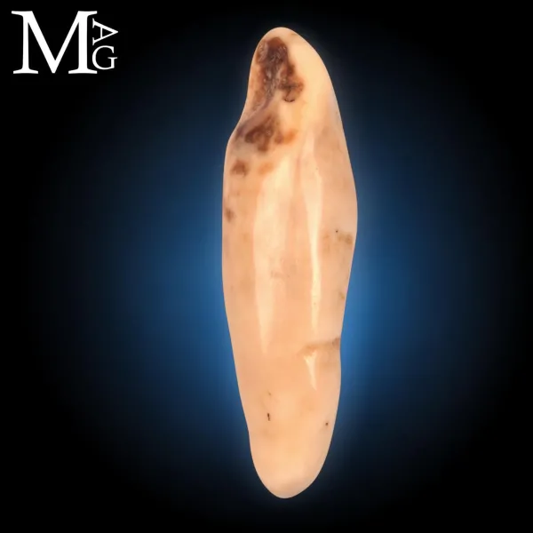 Antico dente di Tricheco Artico – Odobenus Rosmarus