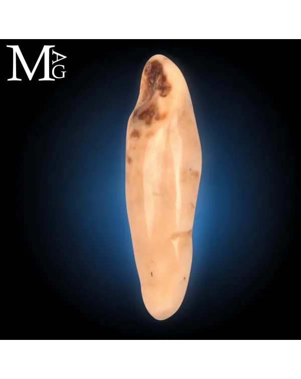 Antico dente di Tricheco Artico – Odobenus Rosma...