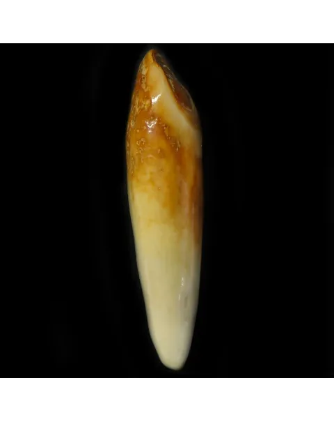Dente di Tricheco
