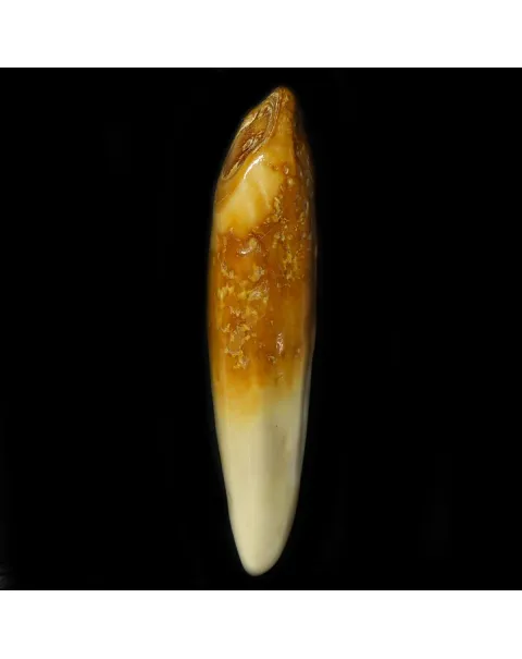Dente di Tricheco