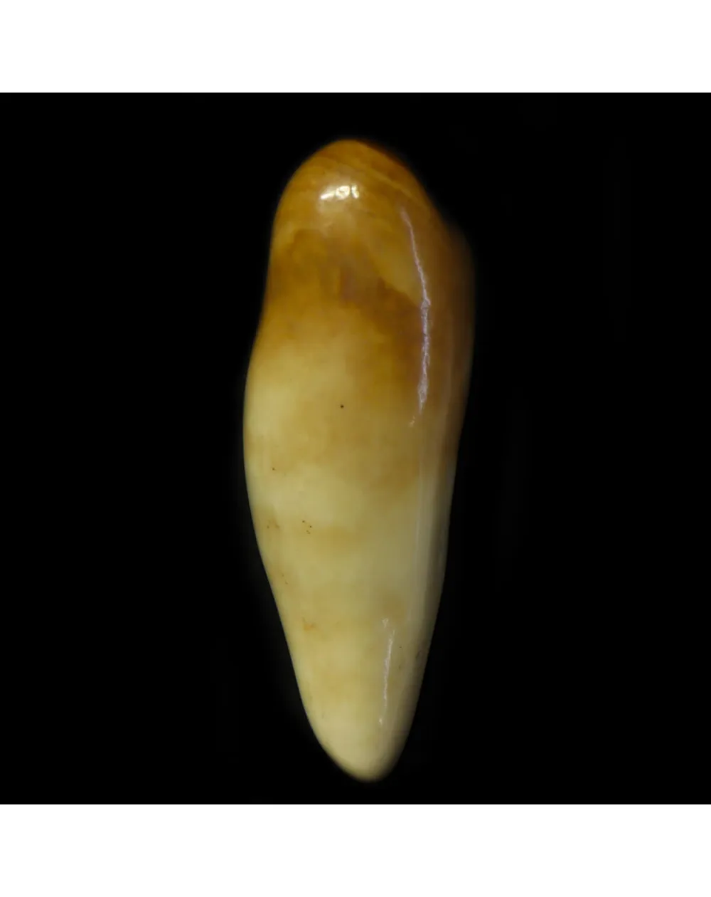 Dente di Tricheco