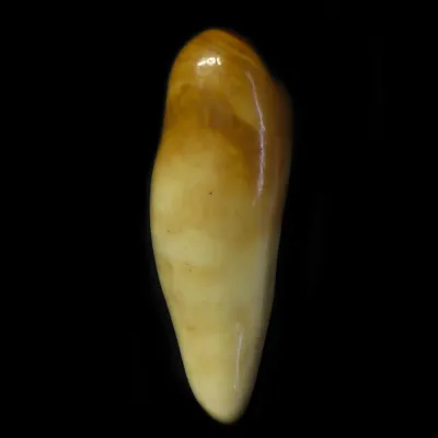 Dente di Tricheco