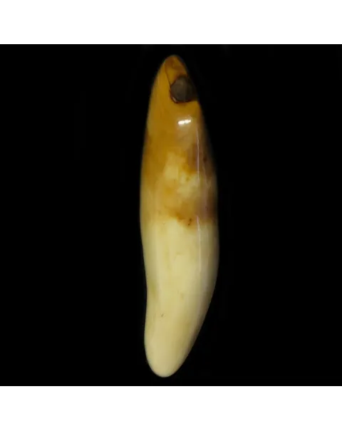 Dente di Tricheco