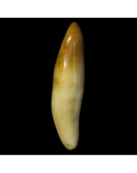 Dente di Tricheco