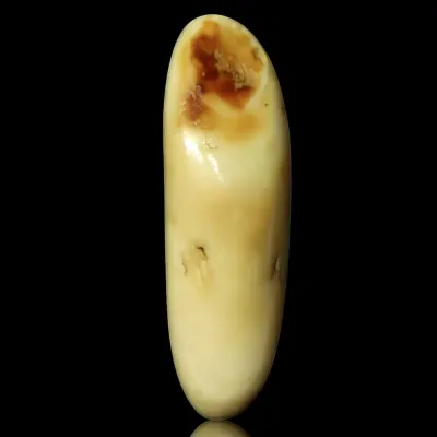 Dente di Tricheco