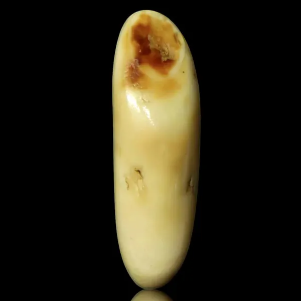 Dente di Tricheco