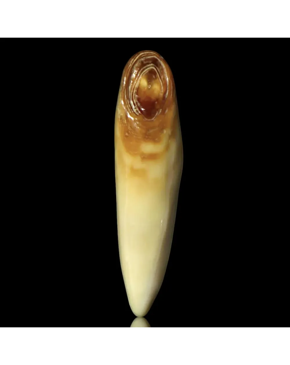 Dente di Tricheco in Avorio –  Alaska