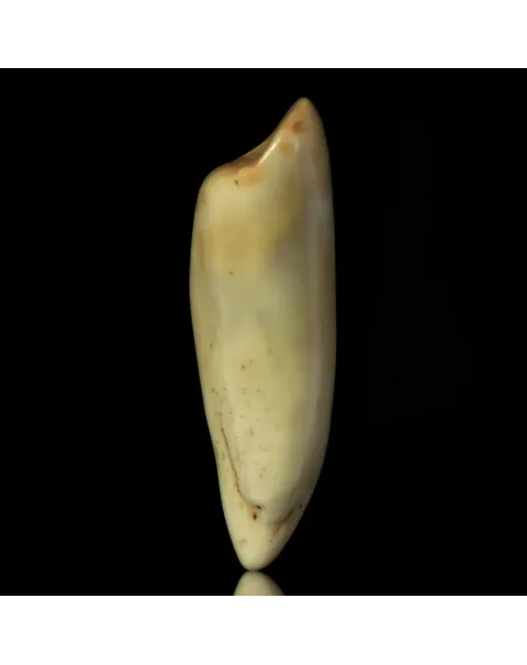 Dente di Tricheco in Avorio – Sub-Fossile.