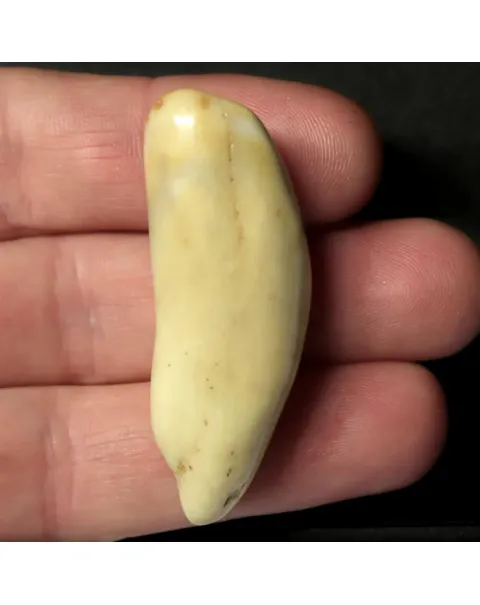 Dente di Tricheco in Avorio – Sub-Fossile.