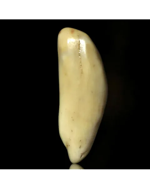 Dente di Tricheco in Avorio – Sub-Fossile.